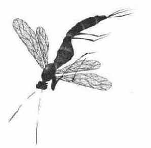    CorelXARA