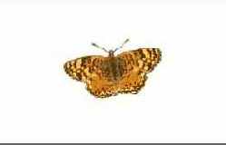 Учебник по Corel Painter 8.0